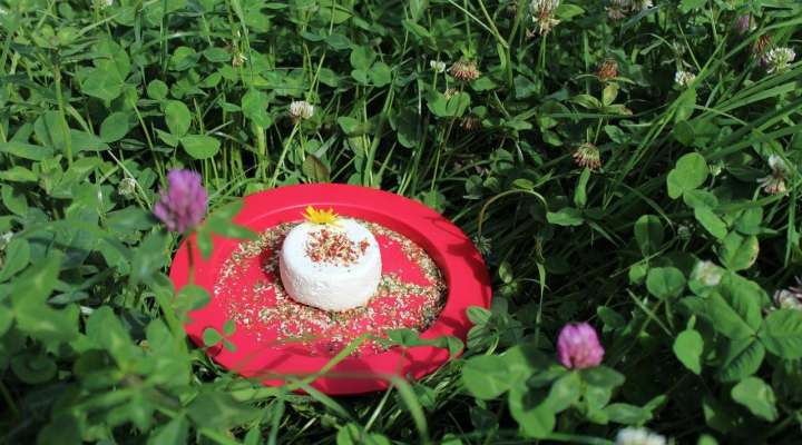 Goat farm Biques et Bob