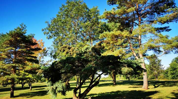 Arboretum