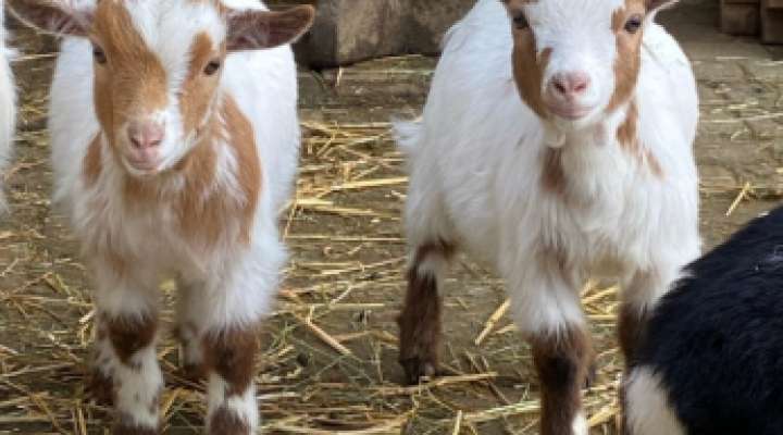 Ferme pédagogique la Contrée des Minis