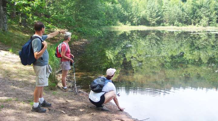 Lieschbach pond nature reserve