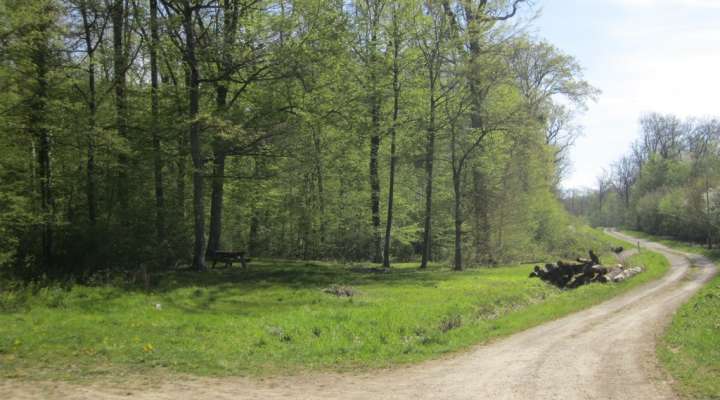 Sentier forestier de Mulcey