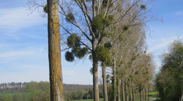 Sentier forestier de Mulcey