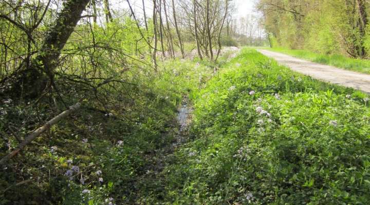 Sentier forestier de Mulcey