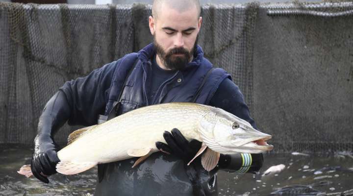 Domaine départemental de Lindre - pisciculture