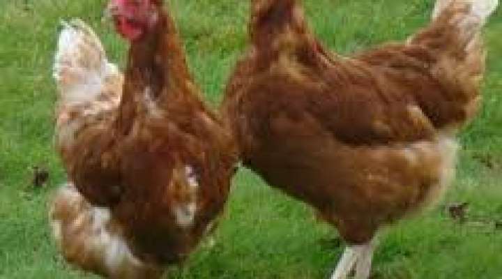 Ferme de la Gissière