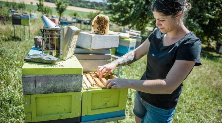 Les ruchers de Wendy