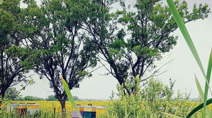 Les ruchers de Wendy