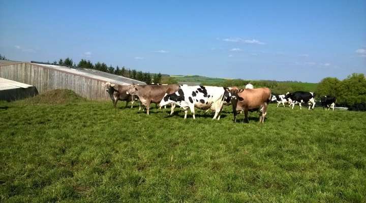 De la ferme aux fromages