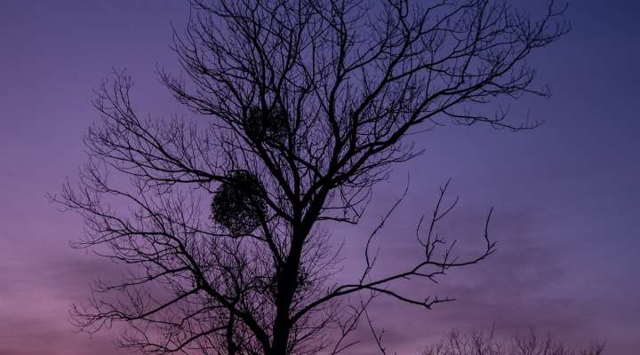 A l'écoute de la forêt - Sons d'une nuit d'automne