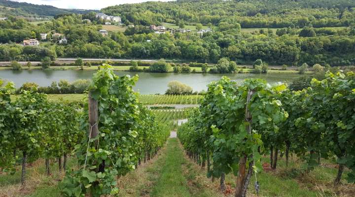 Chemin de la Moselle - from Thionville to Apach