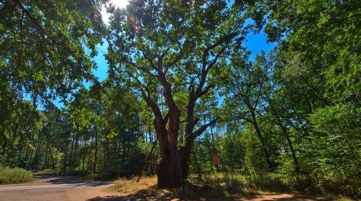 Steinberg - Jeanne d'Arc