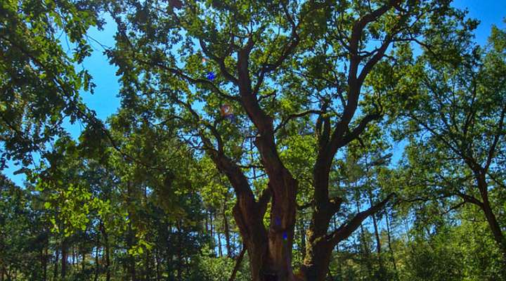 GR5G from Metz to Saarbrücken