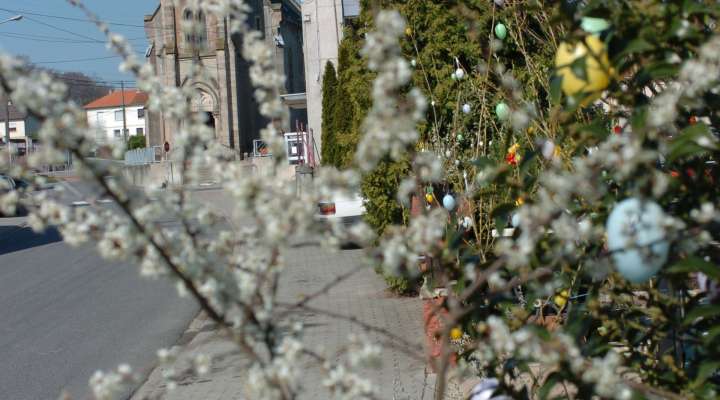 The Wild Boar Forest