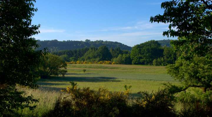 The warndt buttonhole