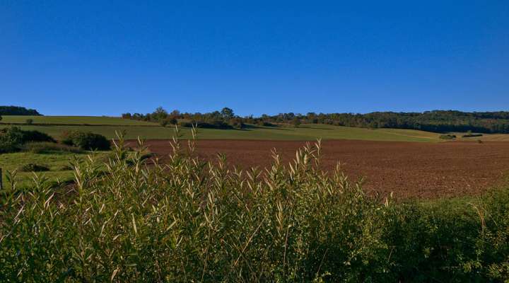 Between orchards and forests