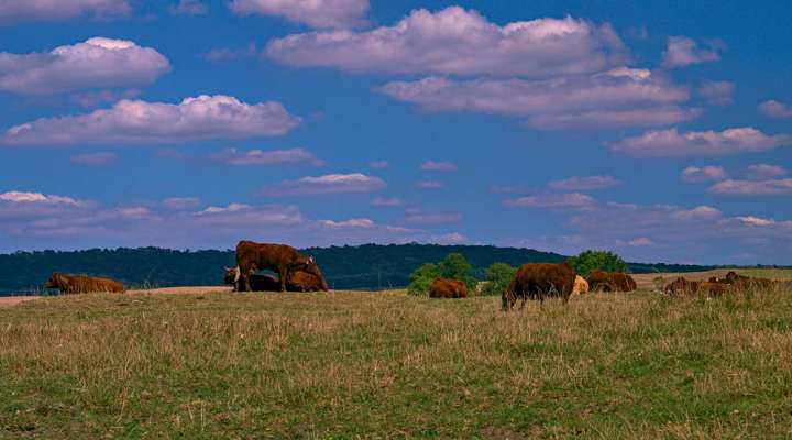 Between forest and salt meadows