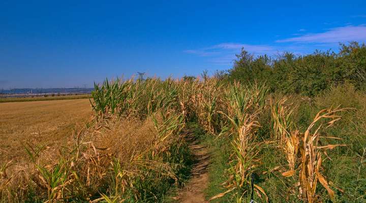 The queen's mountain bike trail