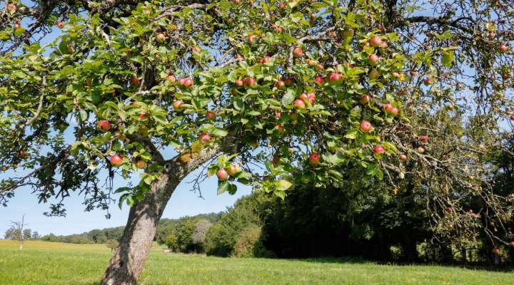 The Fruit Tree path