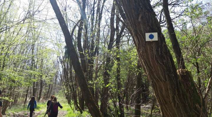 Circuits du Club vosgien section de Saint-Avold