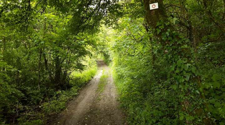 CIRCUITS DU CLUB VOSGIEN SECTION DE SAINT-AVOLD