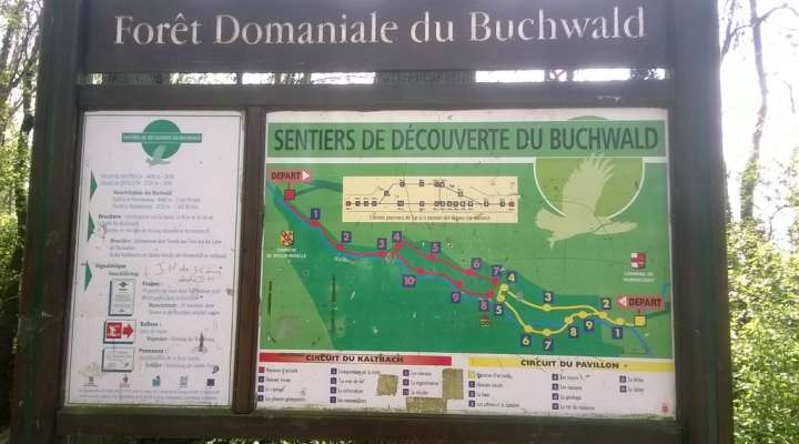 Sentier d'interprétation du Buchwald
