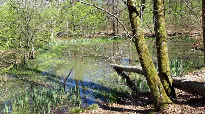 Randonnée pédestre à la découverte des mardelles