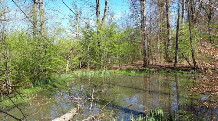 Randonnée pédestre à la découverte des mardelles