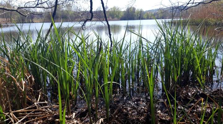 Le sentier du marais - étang de l'Escherbruch