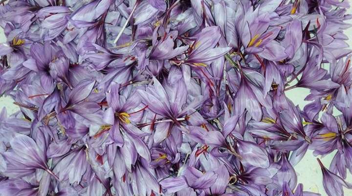 Betty nature le safran longevillois