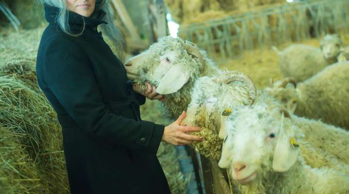 La vie en mohair