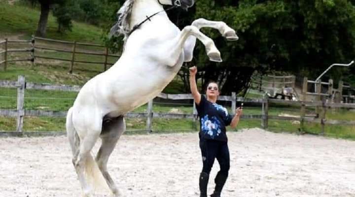 Les écuries du moulin à poudre