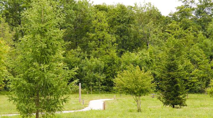 Arboretum