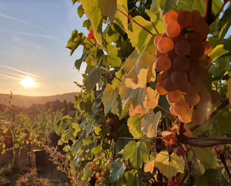 Domaine les béliers  Domaine les béliers