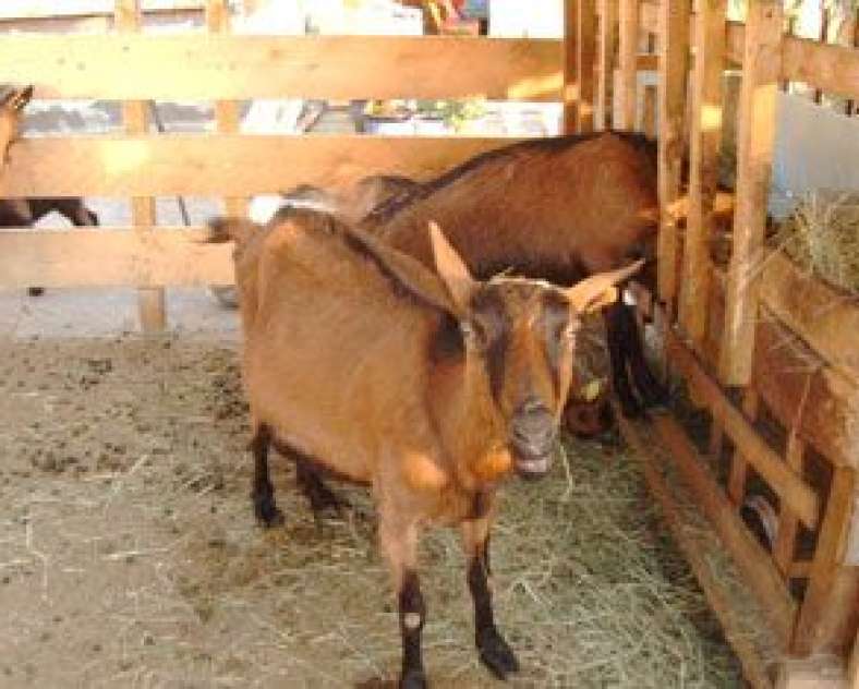 CHEVRERIE DE L'EST  Chèvrerie de l'Est