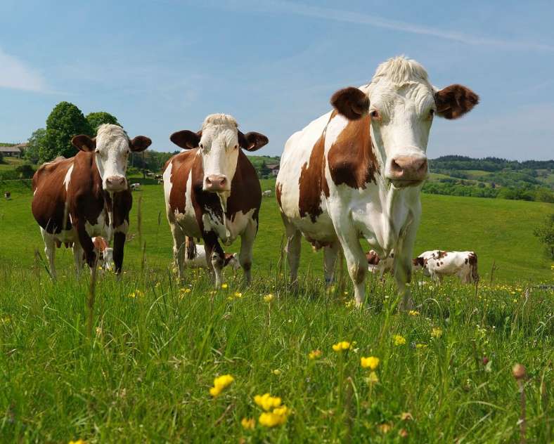 OT Forbach  Ferme Gaec la colline des pies