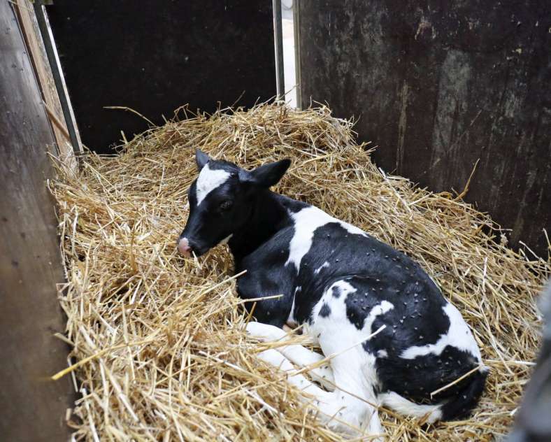 Républicain Lorrain Ferme gaec Meyer