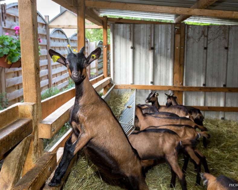 FLY PIXEL Visite de la chèvrerie de l'Est