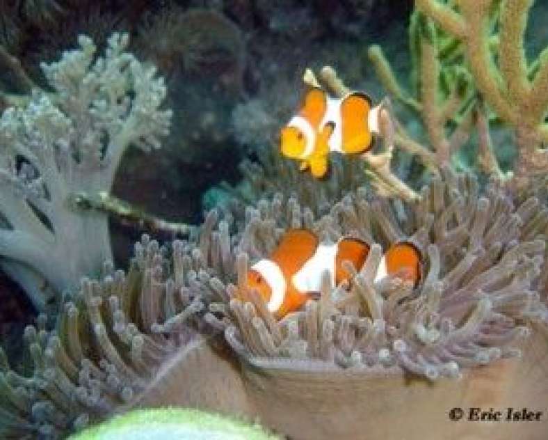 Eric Isler Amnéville Aquarium