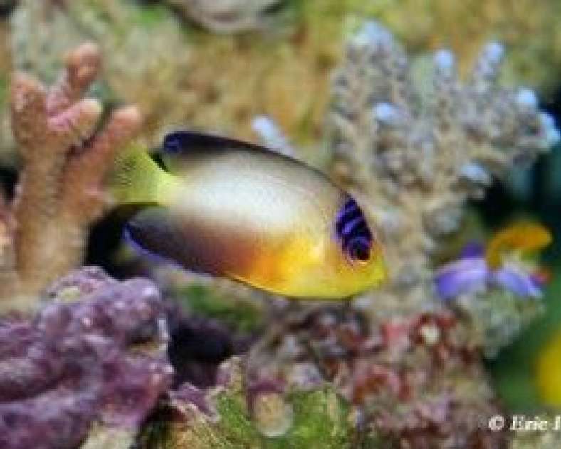 Eric Isler Amnéville Aquarium