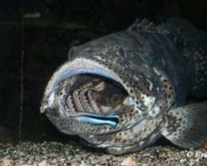 Eric Isler Amnéville Aquarium