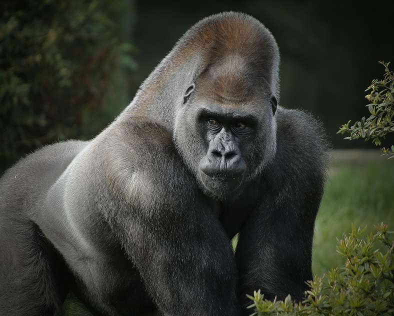 Zoo d'Amnéville Amnéville Zoo