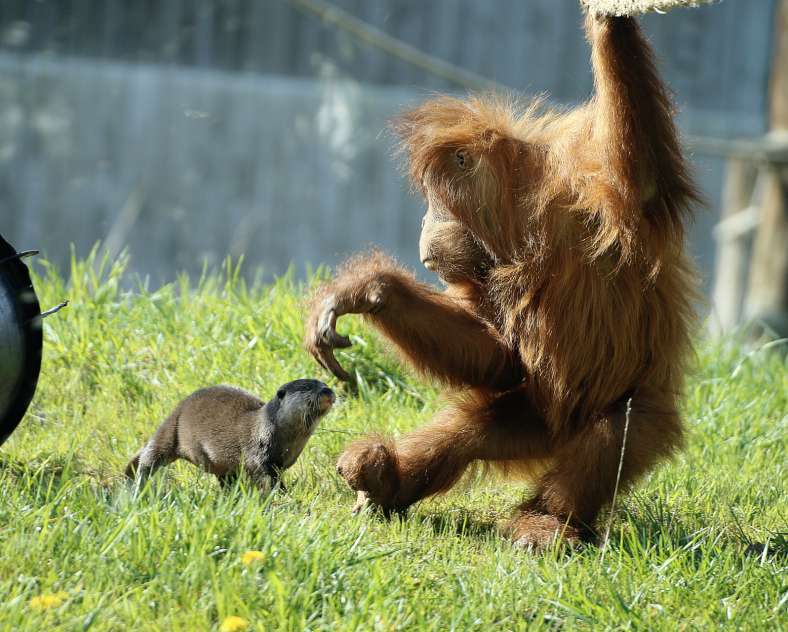 AMNÉVILLE ZOO