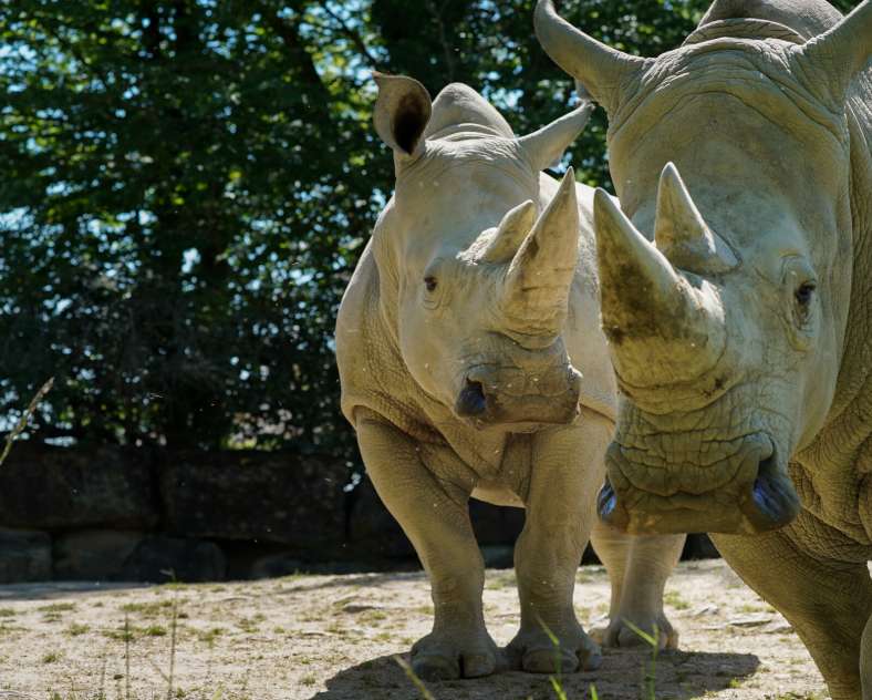 AMNÉVILLE ZOO