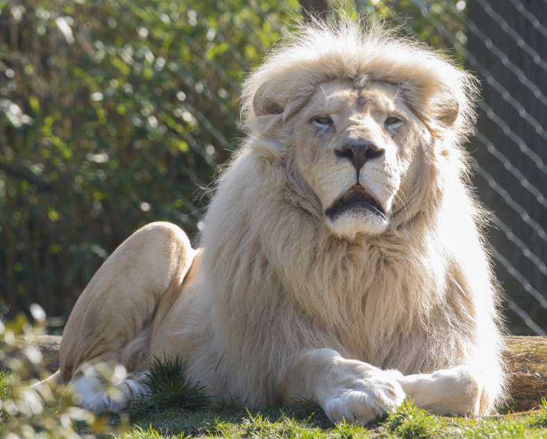 Zoo d'Amnéville Amnéville Zoo