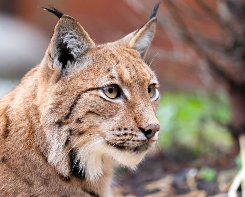 Zoo d'Amnéville Amnéville Zoo