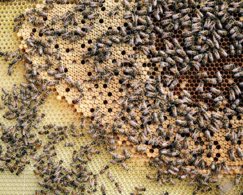 Sarah Aubel Au rucher d'Ay