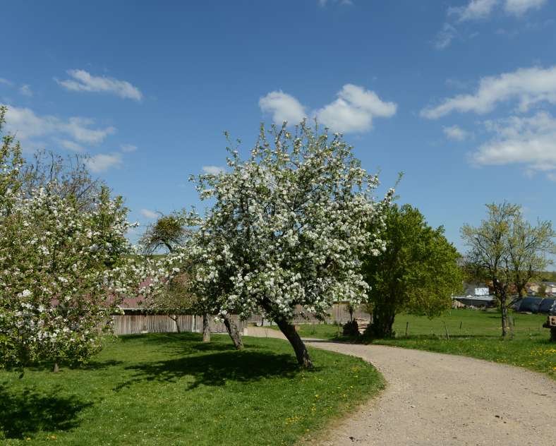 ferme fol épi Fol Épi farm