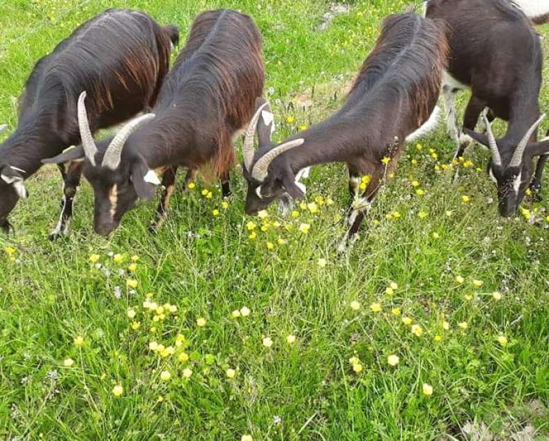 Fromagerie Blad Fromagerie Blad