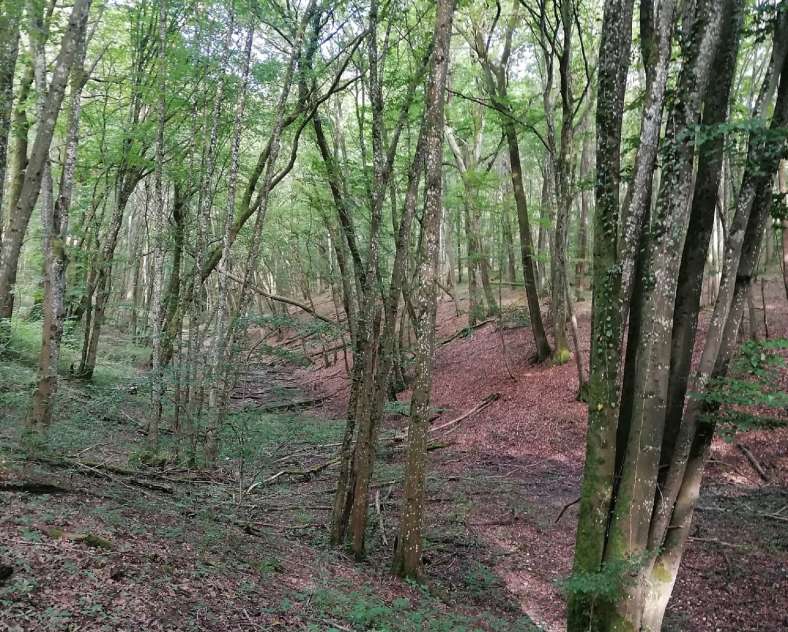 OT CCCE Soetrich trail