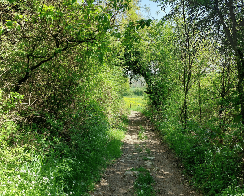 Estelle Cheli OT-CCCE Jean-Marie Pelt linear path